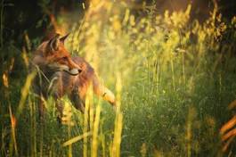 Obraz na płótnie europa trawa ssak bezdroża dziki