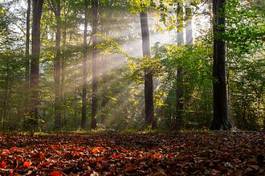 Naklejka drzewa słońce las bezdroża samotność