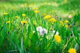 Obraz na płótnie słońce lato łąka pejzaż kwiat