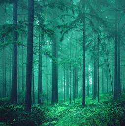 Fotoroleta drzewa piękny las dziki