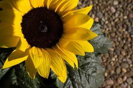 Naklejka kwiat ogród słonecznik słońce cień