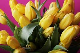 Plakat roślina tulipan kwiat