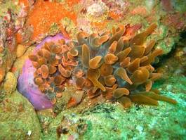 Naklejka woda fauna malediwy morze czerwone indonezja