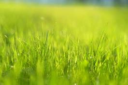 Naklejka pole łąka trawa lato