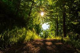 Fotoroleta inspiracja natura drzewa las słońce