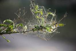 Naklejka pąk pająk zwierzę liść paproci lub palmy gałąź
