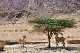 Obraz na płótnie koza drzewa pustynia dziki bezdroża