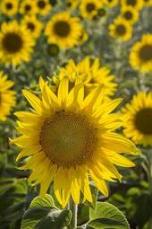 Naklejka słońce piękny kwiat roślina wiejski