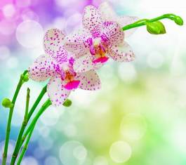 Fotoroleta bukiet ogród kwiat storczyk roślina