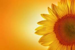 Fototapeta kwiat słonecznik rolnictwo natura słońce