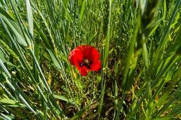 Plakat red poppy in a wheat field.