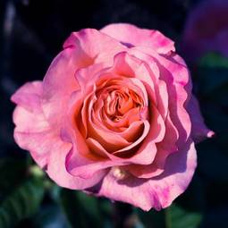 Fototapeta miłość lato słońce woda różowy