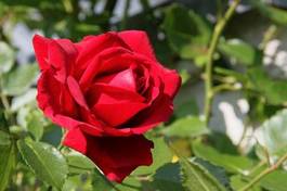 Naklejka miłość ogród pąk kwiat rose
