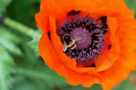 Naklejka bumblebee on poppy seed
