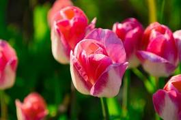Naklejka natura rosa piękny tulipan roślina