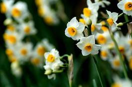 Obraz na płótnie roślina kwiat narcyz