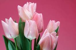 Fototapeta roślina tulipan krajobraz