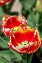 Naklejka tulipan krajobraz roślina kwiat