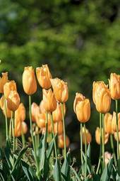Obraz na płótnie roślina krajobraz tulipan ładny