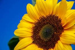 Naklejka kwiat słonecznik krajobraz lato