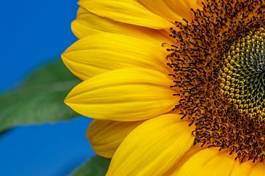 Fotoroleta roślina kwiat słonecznik ładny lato