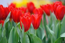 Naklejka kwiat roślina tulipan naturalny kwietnik