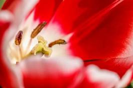 Fotoroleta tulipan kwiat roślina żółty