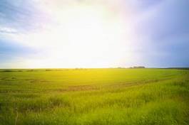 Fototapeta pastwisko lato łąka trawa