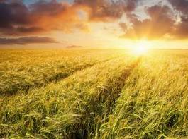 Naklejka rolnictwo trawa zmierzch lato