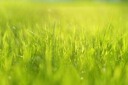 Naklejka trawa widok natura łąka