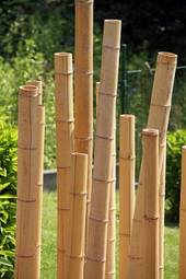 Naklejka natura ogród bambus