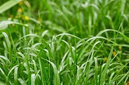 Plakat grass with drops of water