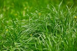 Plakat trawa roślina piękny natura pole