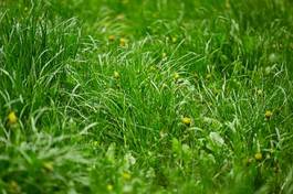 Naklejka pejzaż natura trawa