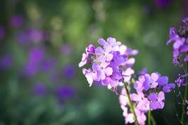 Fotoroleta piękny lato natura kwiat