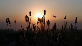 Fotoroleta trawa natura słońce