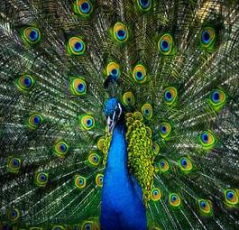 Fotoroleta tropikalny taniec ptak
