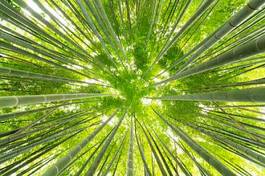 Fototapeta roślina bambus liść linia sekcja