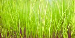 Fotoroleta lato pole trawa łąka roślina