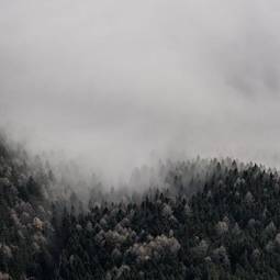 Obraz na płótnie sosna las góra drzewa pejzaż