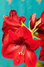 Fotoroleta kwiat roślina ameryka południowa ładny wylewny