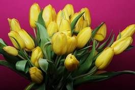 Naklejka tulipan roślina kwiat