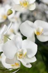 Fotoroleta storczyk natura piękny tropikalny kwiat