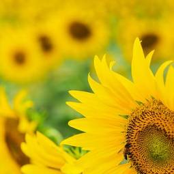 Obraz na płótnie kwiat wieś olej słonecznik kwitnący