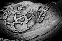 Obraz na płótnie wąż zwierzę natura oko egzotyczny