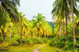 Naklejka droga roślina wieś tropikalny