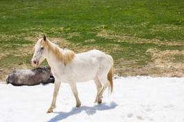 Fototapeta natura zwierzę koń dziki grzywa