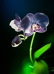Fotoroleta kwiat roślina natura storczyk