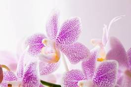 Fotoroleta storczyk piękny natura kwiat roślina