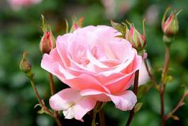 Naklejka piękny rosa bukiet roślina